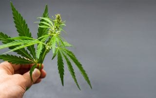 Person holding pot plant